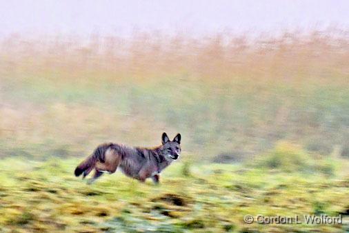 Coyote On The Run_14514.jpg - Photographed near Eastons Corners, Ontario, Canada.